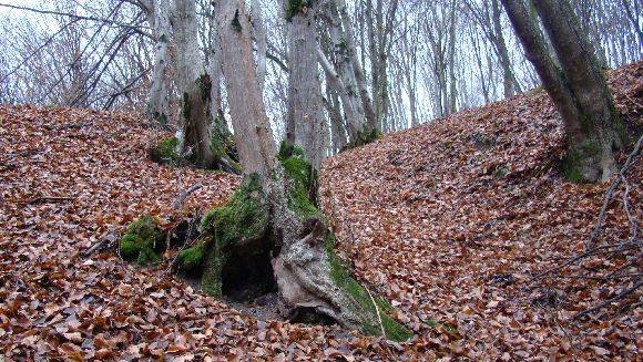 Uram, nem vagyok méltó, hogy hajlékomba jöjj, hanem csak egy szóval mondd, és meggyógyul az én szolgám!