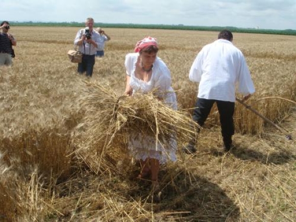 Az aratnivaló sok, de a munkás kevés. Kérjétek az aratás Urát, küldjön munkásokat aratásába!