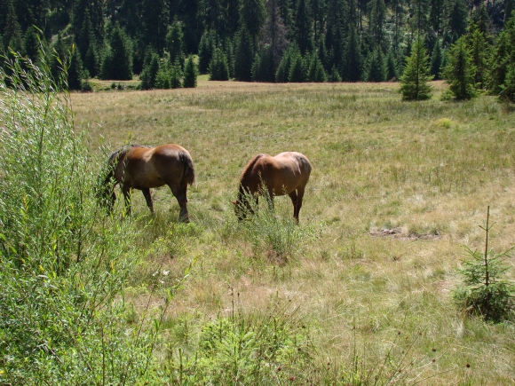 Az isteni kegyelemből egyetlen „morzsa” is életet ad.