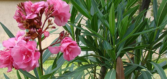 Egy szolga sem szolgálhat két úrnak. Mert vagy az egyiket gyűlöli, és a másikat szereti, vagy: ragaszkodik az egyikhez, és a másikat megveti. Nem szolgálhattok Istennek és a mammonnak.