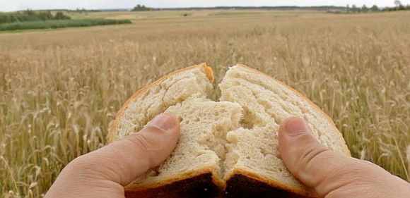 Aztán fogta a hét kenyeret és a halakat, hálát adott, megtörte és odaadta tanítványainak, a tanítványok pedig a népnek.