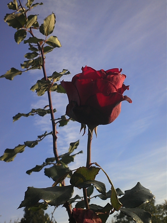 Uram, ne helyet adj nekünk országodban, hanem adj szívet, amely elfogadja a kelyhet. Ne rangot adj, hanem hűséget. Ne dicsőséget, hanem szeretetet.